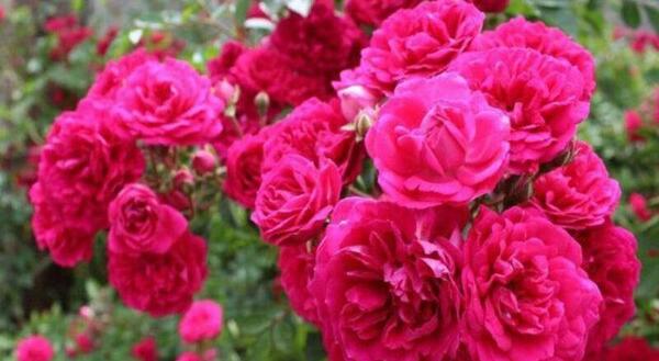 عکس فرفره گل