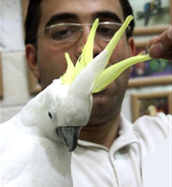 عکس شپش طوطی