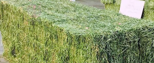 عکس سبزی یونجه