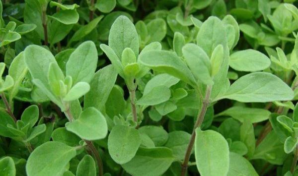 عکس سبزی یونجه