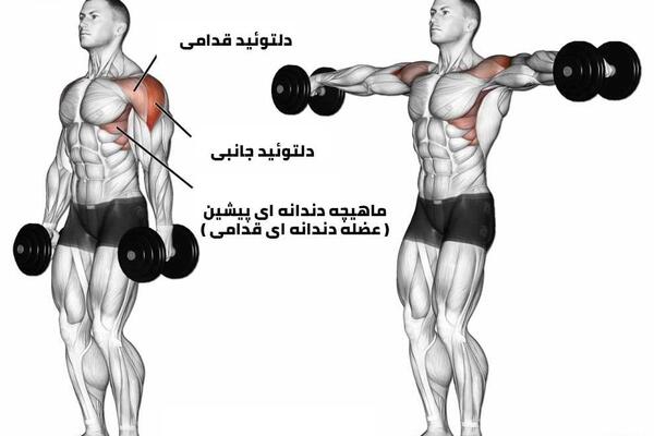 عکس حرکت صلیب دمبل