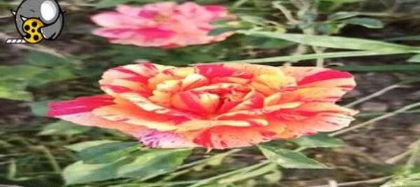 عکس وضعیت واتساپ گل رز