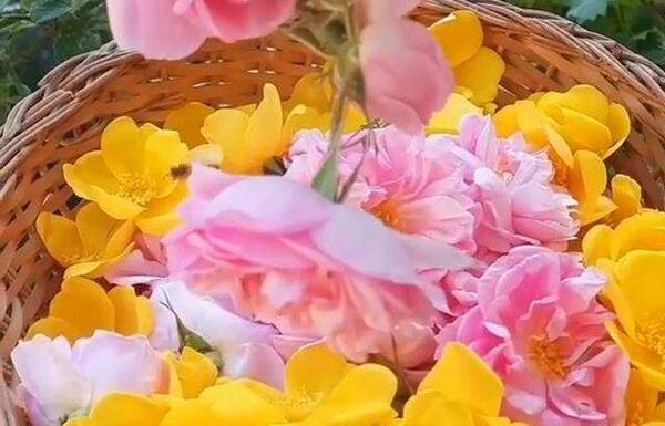 عکس وضعیت واتساپ گل رز