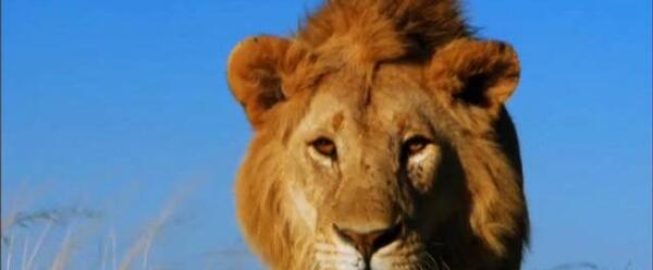 عکس شیر جنگلی