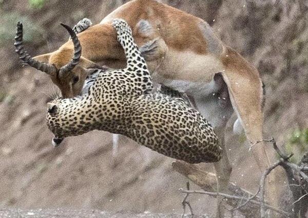 عکس شکار آهو توسط ببر