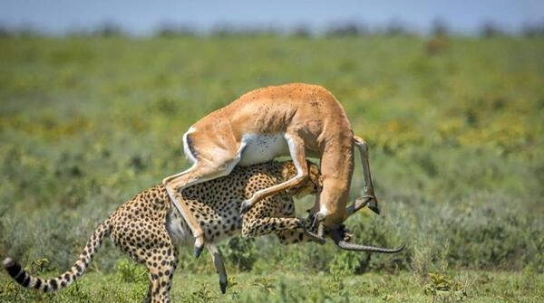 عکس شکار آهو توسط ببر