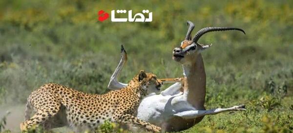 عکس شکار آهو توسط ببر