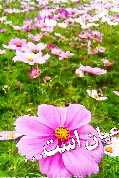عکس وضعیت واتساپ سلام صبح بخیر