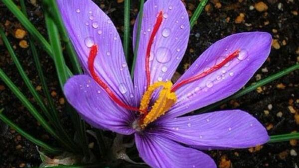 عکس زیبای زعفران