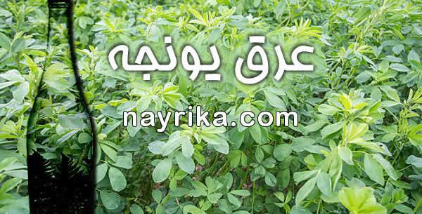 عکس قرص یونجه