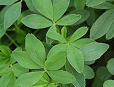 عکس قرص یونجه