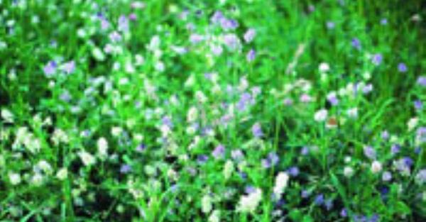 عکس قرص یونجه