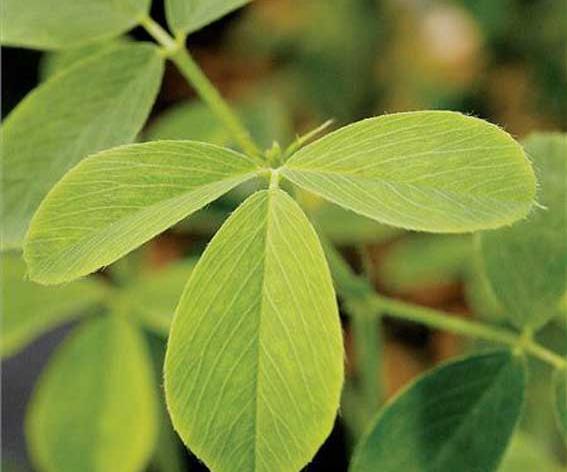 عکس قرص یونجه