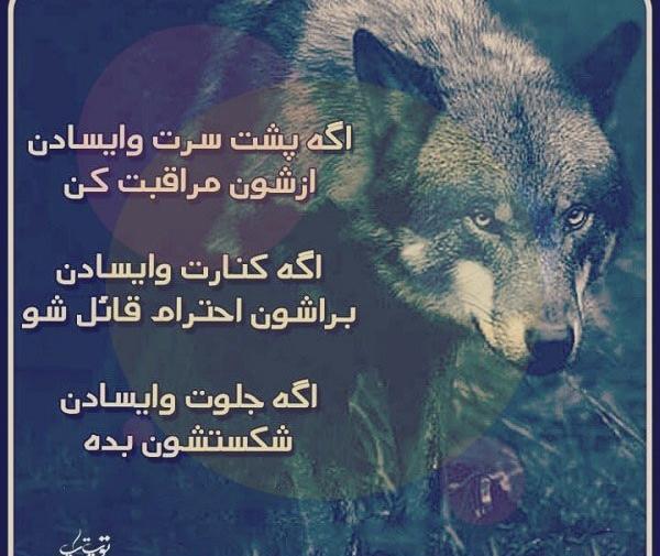 عکس گرگ لاتی خفن