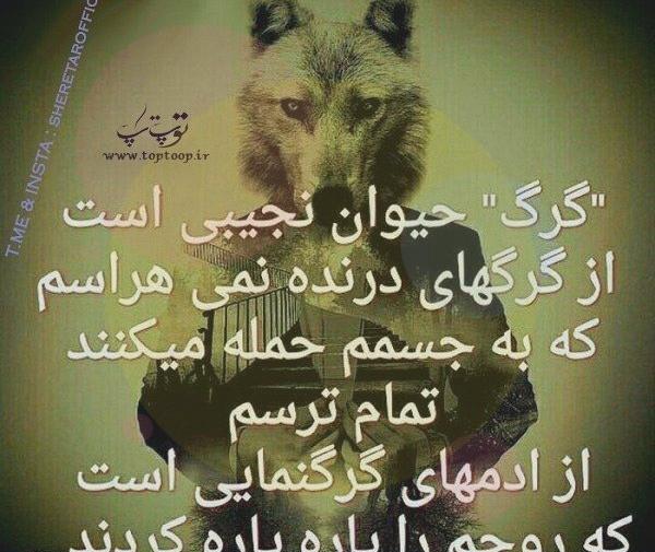 عکس گرگ لاتی خفن