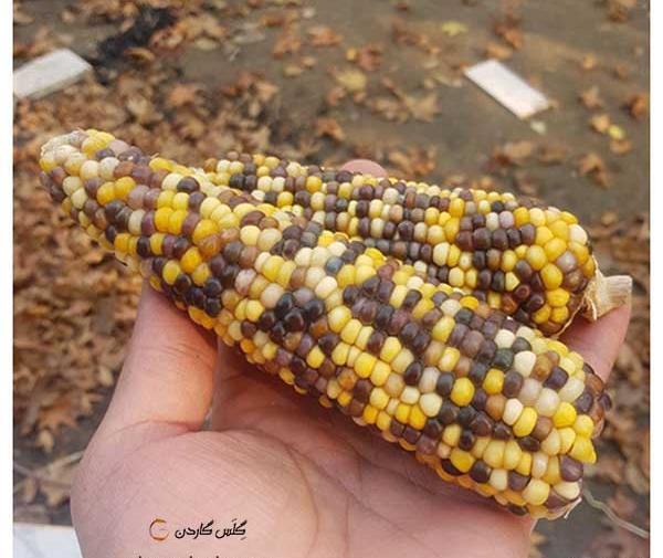 عکس ذرت رنگارنگ