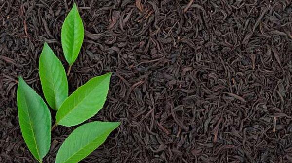 عکس چای سیاه