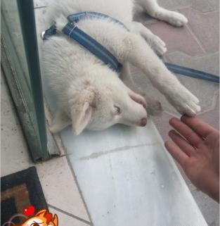 عکس سگ هاسکی دو ماهه