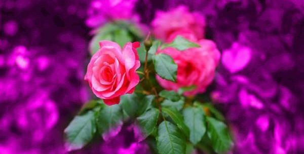 بهترین عکس گل برای پروفایل