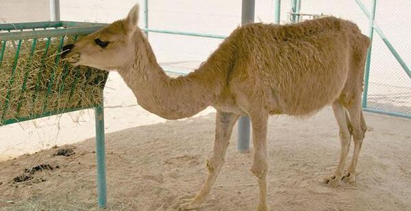 عکس لقاح شتر