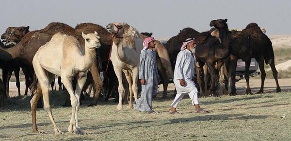 عکس لقاح شتر
