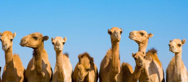 عکس لقاح شتر