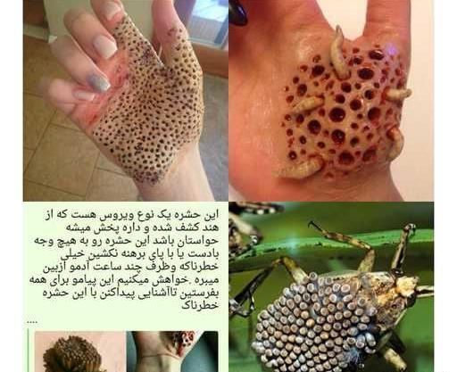 عکس حشره ویروسی هند