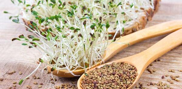 عکس تخمه یونجه