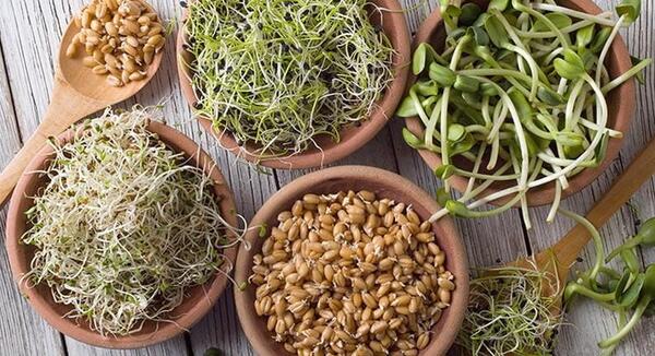 عکس تخمه یونجه