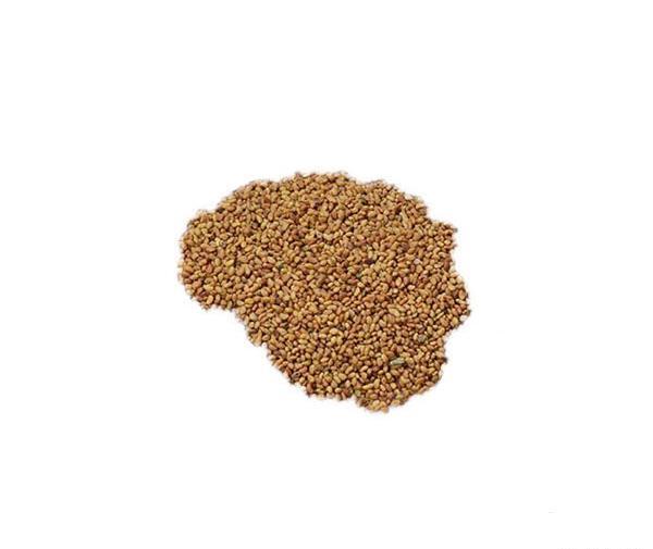 عکس تخمه یونجه