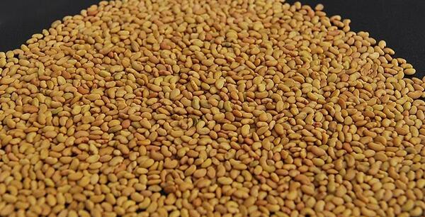 عکس تخمه یونجه