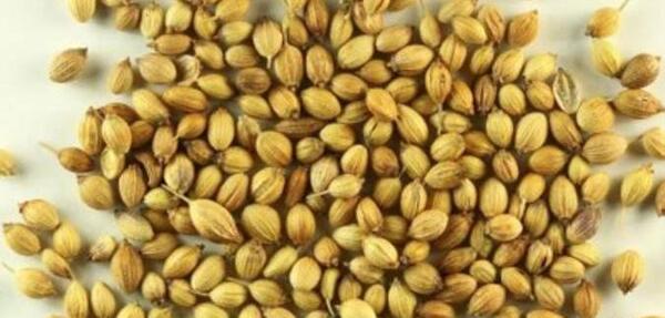 عکس تخمه یونجه