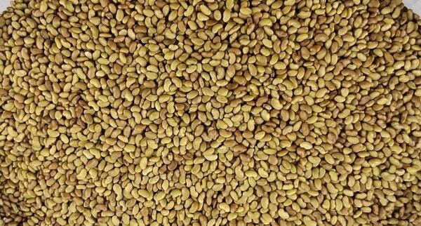 عکس تخمه یونجه