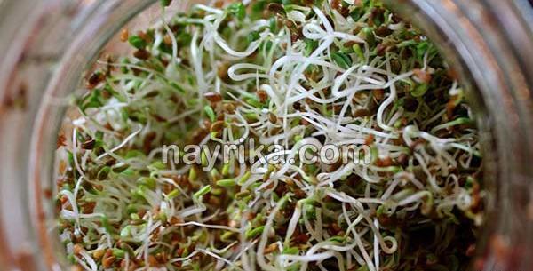 عکس تخمه یونجه
