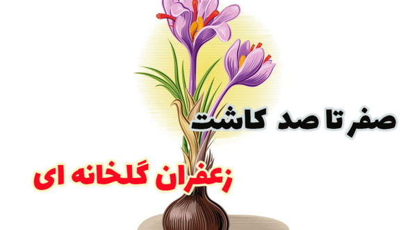 عکس کاشت زعفران گلخانه ای
