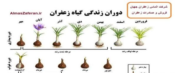 عکس کاشت زعفران گلخانه ای