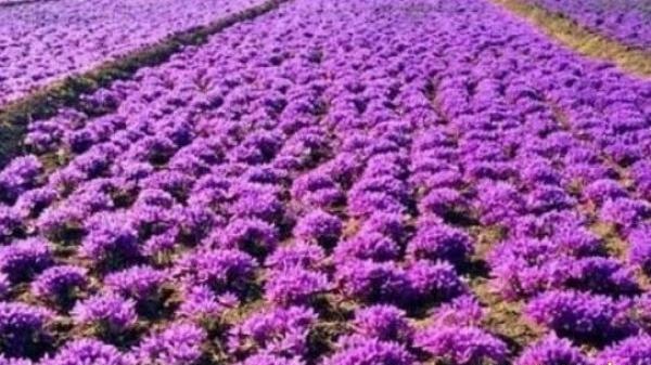 عکس کاشت زعفران گلخانه ای