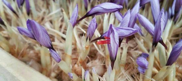 عکس کاشت زعفران گلخانه ای