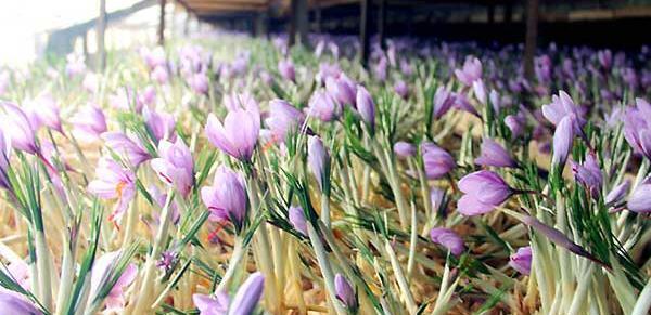 عکس کاشت زعفران گلخانه ای