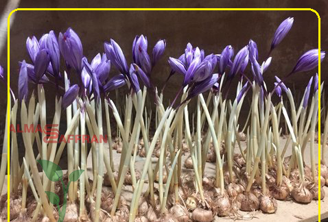 عکس کاشت زعفران گلخانه ای