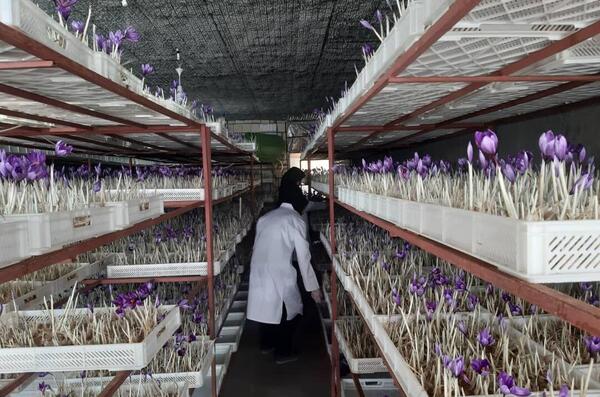 عکس کاشت زعفران گلخانه ای
