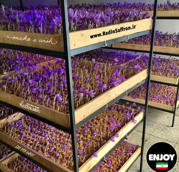 عکس کاشت زعفران گلخانه ای