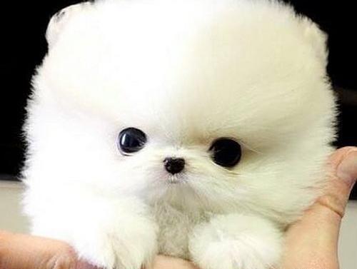 عکس سگ جیبی فروشی