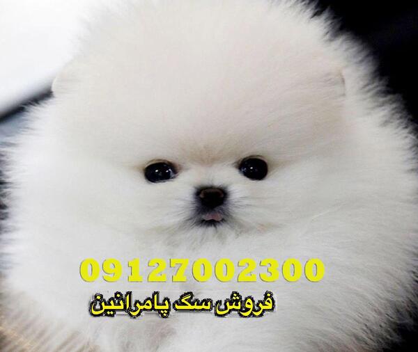 عکس سگ جیبی فروشی