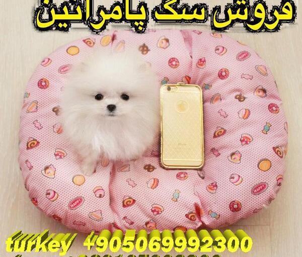 عکس سگ جیبی فروشی