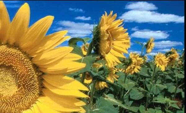 عکس تصاویر زیبای طبیعت همراه با موسیقی