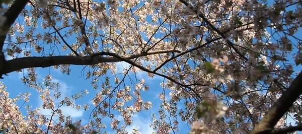 عکس تصاویر زیبای طبیعت همراه با موسیقی
