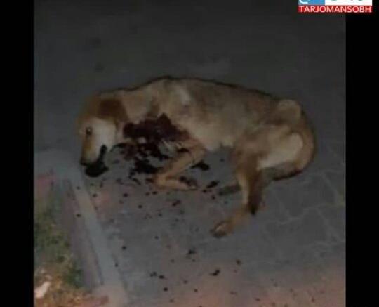 عکس سگ زخمی