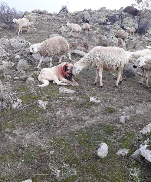 عکس سگ زخمی