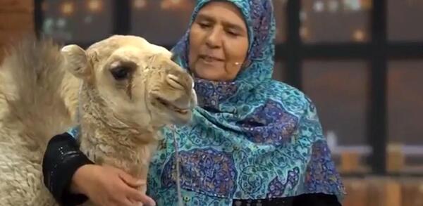 عکس بچه ی شتر